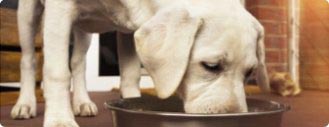Conseil 3 Assurance Animaux - Bien conserver les aliments des chiens 